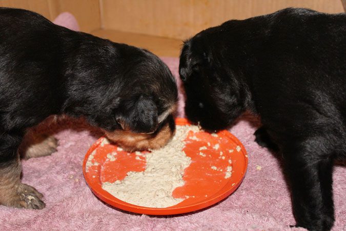 Two black puppies eating from an orange bowl on a pink mat.