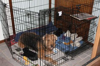 A small brown dog lying inside a metal crate with a blanket and toys, located indoors near a wooden structure.