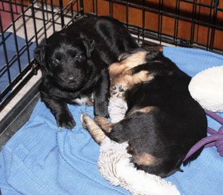 Three puppies lying together in a crate, one black and two black with tan markings, on a blue blanket.