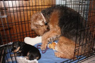 Airedale terrier inside a crate, grooming itself, next to a small, sleeping black and tan puppy.