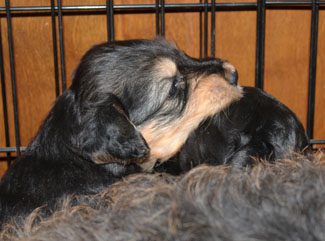 Two black puppies with tan markings snuggling inside a wire crate.