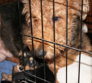 A close-up of a dog behind a metal crate with its puppy visible in the background.