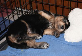 A small puppy lying on its back in a crate, partially curled up next to a white fluffy pillow.