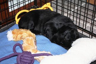 A black dog sleeping inside a crate with a blue blanket and a few chew toys around it.