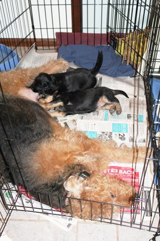 A mother dog and her puppies resting inside a metal crate with newspapers on the floor.