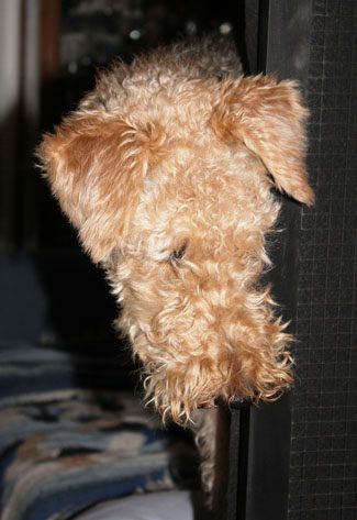 A light brown dog peeking its head around a black doorframe, with a focus on its curly fur and floppy ear.