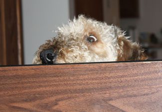 An Airedale terrier with her eyes wide, looking at the table