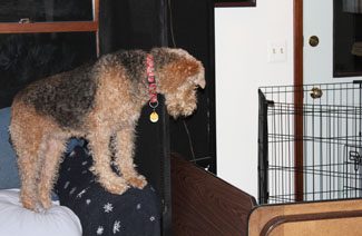 A brown and white dog with a collar, standing on the armrest of a sofa, looks intently towards a metal crate in a room.