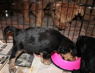 A black puppy eating from a pink bowl inside a cage, with another dog visible in the background.