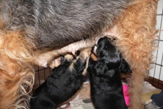 Two black puppies nursing from their mother inside a kennel.