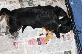 A black dog nursing several puppies on a bed of scattered newspapers.