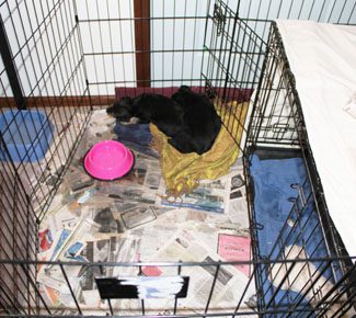 A black puppy sleeps in a metal crate with a pink bowl, newspapers, and a yellow towel inside.