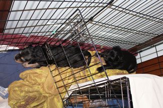 Two black dogs resting on top of a covered cage with a blanket, indoors.