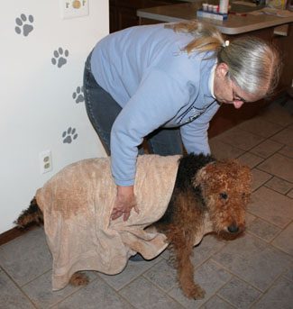 A woman drying her brown dog with a towel in a kitchen with paw prints on the wall.