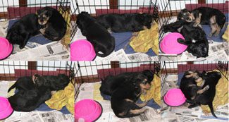 A collage of six images showing a black dog with brown markings inside a kennel, lying down or interacting with pink toys on newspaper.