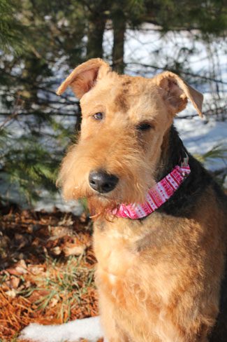 Airedale terrier wearing a pink scarf standing outdoors with a backdrop of snow and trees.