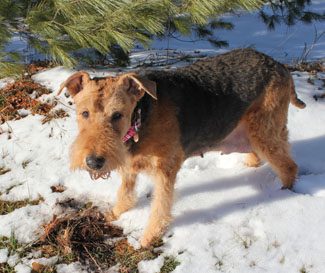 Airedale terrier dog walking on snow-covered ground under a pine tree.