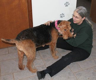 A woman in a green sweater and black pants sits on a tiled floor, lovingly embracing a large brown airedale terrier.