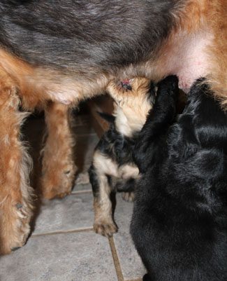 A small black puppy and another puppy play under the belly of a larger dog on a tiled floor.