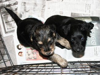 Two pups trying to climb out of the cage