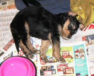 A pup lying on newspapers on the floor