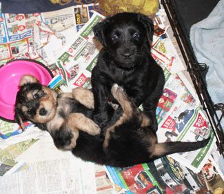 Two puppies, one black and one brown, sitting on newspapers with a pink bowl nearby. the brown puppy is lying on its back.