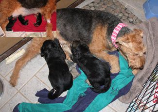 A large dog with a pink collar lying beside three puppies on a green towel indoors.