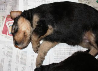 A pup sleeping