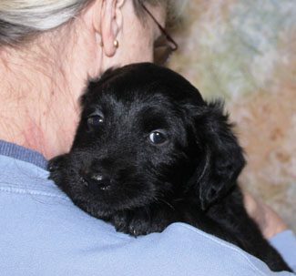 A black puppy resting in the arms of an elderly woman with gray hair, looking directly at the camera.