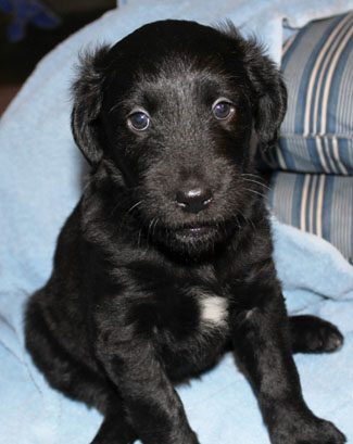 A small black puppy with shiny eyes sitting on a blue blanket next to a striped pillow.