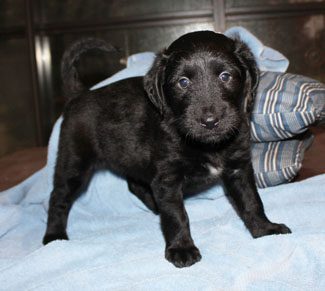 A small black puppy with a shiny coat standing on a blue blanket, looking directly at the camera.