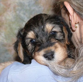 A small puppy with a black and brown coat resting its head on a person's shoulder.