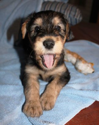 A small puppy with black and tan fur sits on a blue towel, yawning or barking, with a chew toy beside it.