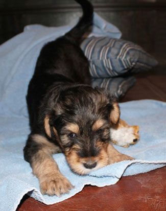 A small, fluffy puppy with black and tan fur, lying on a blue towel and chewing on a white toy.