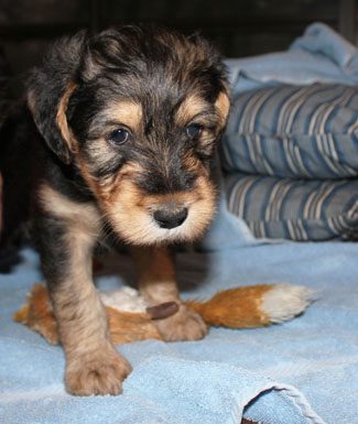 A small, fuzzy puppy with black and tan fur standing on a blue striped blanket.