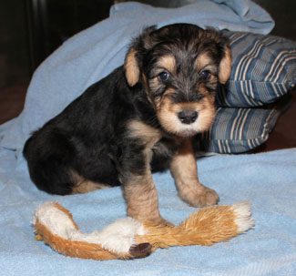 A small puppy with black and tan fur sitting on a blue blanket, looking at the camera with a toy in front.