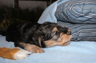 A small black and tan puppy lying on a blue blanket next to a striped pillow, looking tired or contemplative.