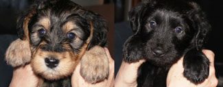 Two puppies being held: one with black and tan fur, the other all black, both looking at the camera.