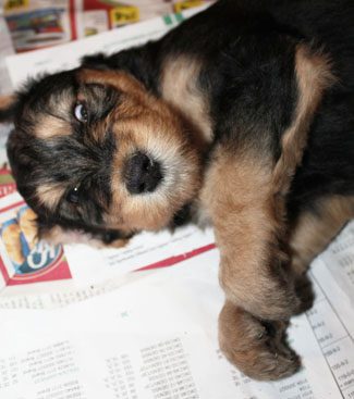 A small, brown and black puppy resting on a newspaper, looking up with sleepy eyes.