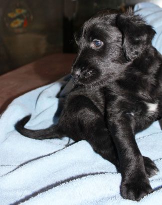 A small black puppy sitting on a blue blanket, looking to the side with a reflective expression.