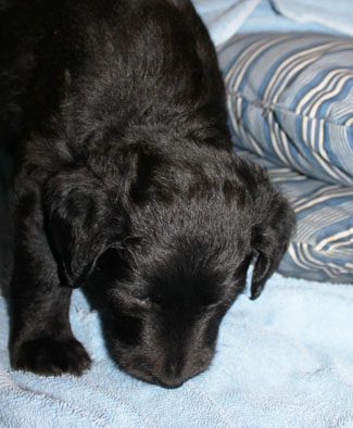 A black puppy resting its head on a blue blanket with a striped pillow in the background.