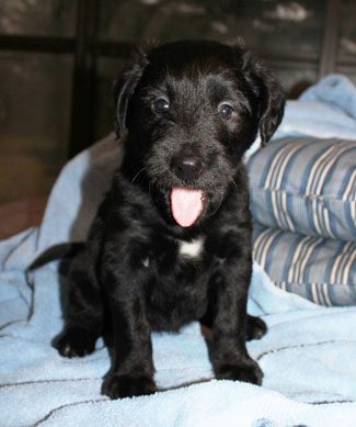 A small black puppy with a white chest patch sits on a blue blanket, tongue out, looking at the camera.