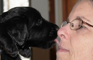 A black puppy licking an elderly woman's face, who is wearing round glasses.