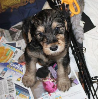 A small puppy with black and brown fur sitting on a pile of newspapers, looking directly at the camera.