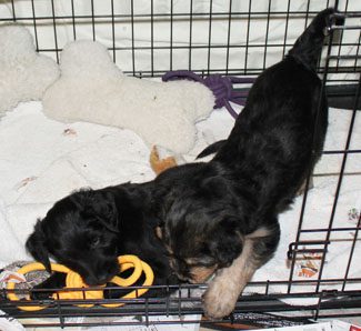 Two puppies in a crate, one playing with a yellow toy, surrounded by a white plush mat and a soft bone-shaped pillow.