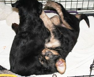 Two puppies playfully wrestling inside a crate, one black and one with a mix of black and light brown fur.