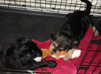 Two puppies, one black and one brown, playfully tugging on a red toy inside a wire crate.