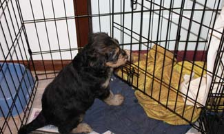 A pup going in the cage