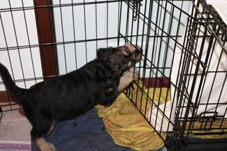 A pup with its face stuck on the bars of the cage