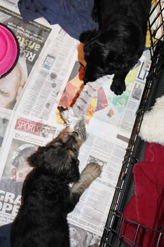 Two dogs, one black and one brown, playfully tug at a newspaper inside a crate.